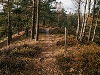 Schmaler Sandweg durch Kiefern und Birken, Heidekraut am Wegrand, tiefstehende Herbstsonne