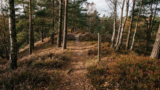 Schmaler Sandweg durch Kiefern und Birken, Heidekraut am Wegrand, tiefstehende Herbstsonne