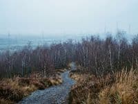 Kiesweg durch trockenes Gras und Birkengebüsch auf einer Halde, weiter Himmel über dem Ruhrgebiet