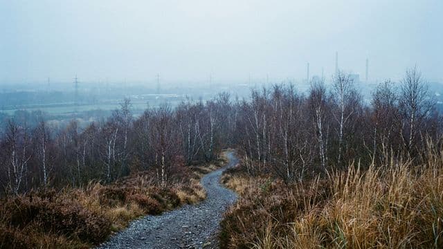 Kiesweg durch trockenes Gras und Birkengebüsch auf einer Halde, weiter Himmel über dem Ruhrgebiet
